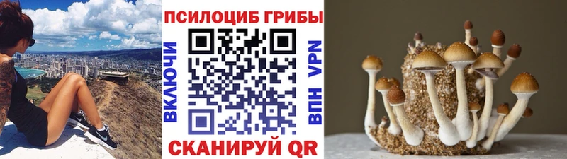 Псилоцибиновые грибы Psilocybine cubensis  omg ONION  Краснодар 